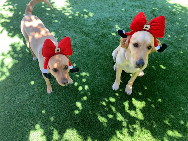 Artificial Grass for Pets