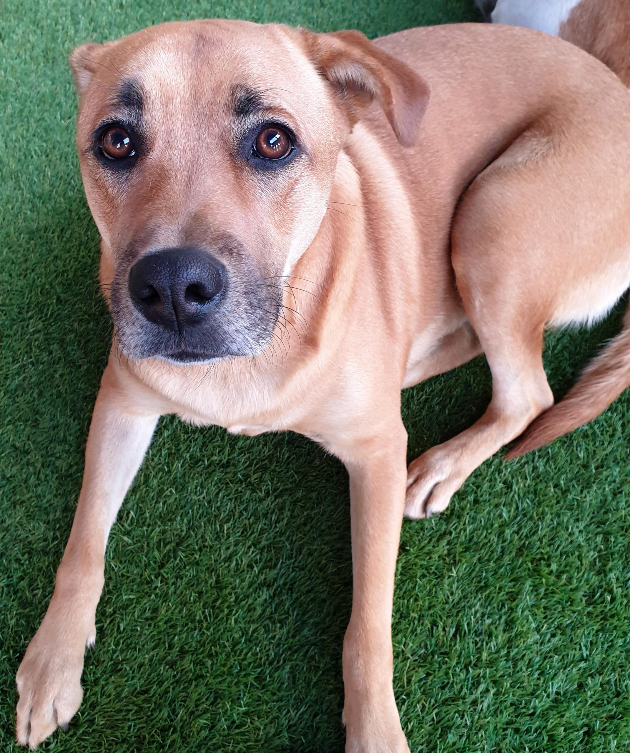 artificial-grass-for-pets