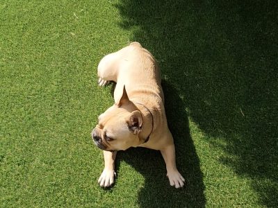 pet-friendly-artificial-grass